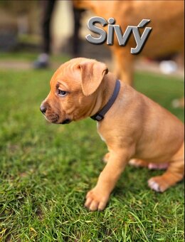 Americký stafordširský teriér - 10