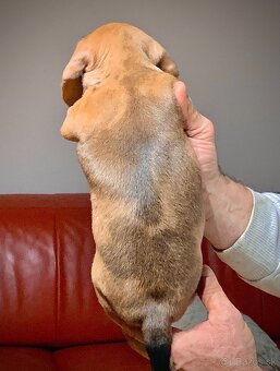 Jezevčík trpasličí merle - 10