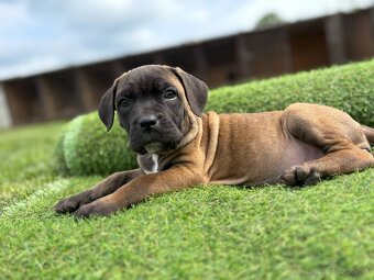 Cane Corso s PP - 10