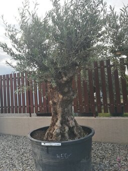 Olivovnik bonsai - 10