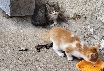 Darujem mačiatká - 10