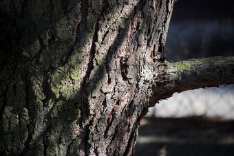 Canon  70-210mm Macro / F4 / M42 - 10