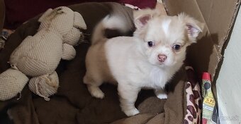 čivava dlhosrsta - 10