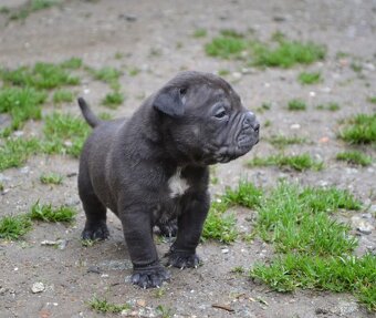 Crossbreed bully 75% - 10