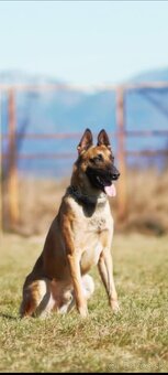 Belgický ovčiak malinois - 10