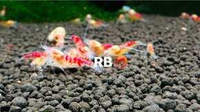Krevetky Neocaridina, Caridina, Raciky, Raky a Akva Machy - 10