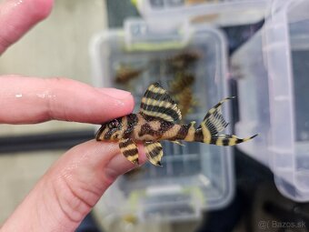 L 333 Gold line AAA - odchov - 10