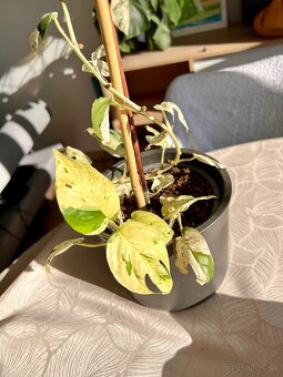 Raritné rastliny - 10