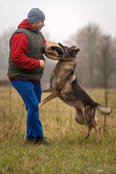 Nemecký ovčiak šteniatka s PP WORK line - 10