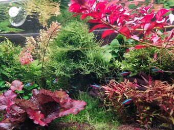 Predam rastliny do akvaria - 10