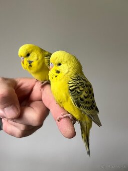 Andulka TCB Maznačik - 10