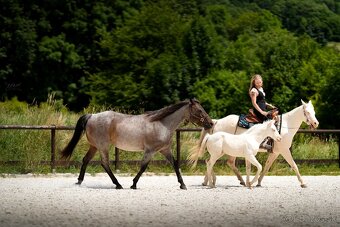 Cremello klisnička s odznaky s reining/cutting původem - 10
