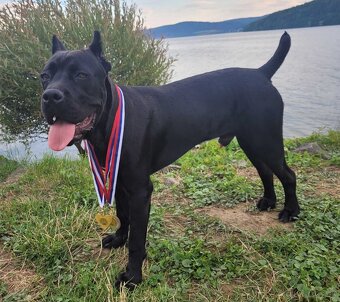 Cane Corso - na krytie - 10