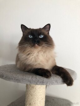 Ponukam ragdoll kocurov na krytie - 10