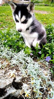 Sibirsky husky hasky - 10