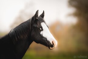 Roční American Quarter Horse black klisna, vnučka Gunnera - 10