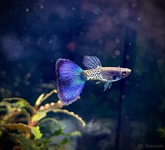 gupky (čisté formy) - 10