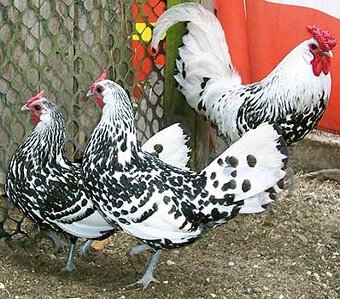 Marans pšenična, Appenzelsky chocholaci, Hamburcanky - 10
