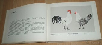 Atlas plemien hydiny - 10
