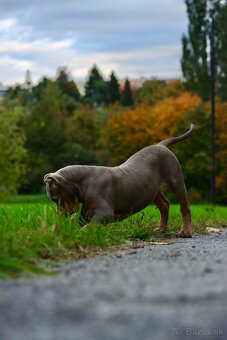American Bully XL (Pitbull XXL) - 10