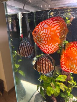 455l Akvarium - 10