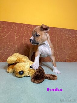 Americky Stafordšírský Terier šteniatka s PP - 10