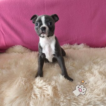 Bostonský teriér  Modré šteniatka z PP - 10