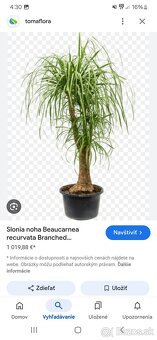 Krásna veľká slonia noha. - 10