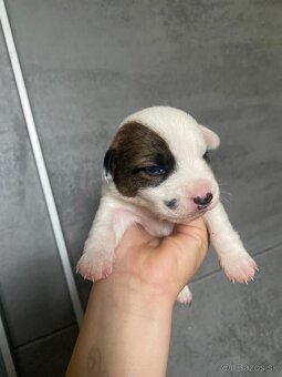 Jack Russel šteniatka - 10