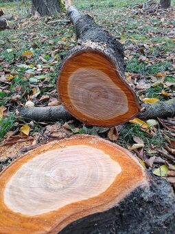 Čerešňove drevo v surovom stave guĺatina - 10