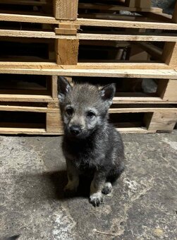 Československý vlčiak - 10