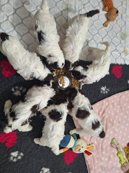 Lagotto romagnolo s PP (italský vodní pes) - 10