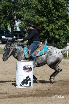 Appaloosa pripúšťanie - 10
