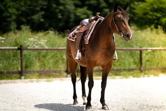 Bay hřebec American Quarter Horse, reining původ, matka s PE - 10