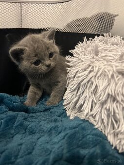 Britské mačiatka - 10