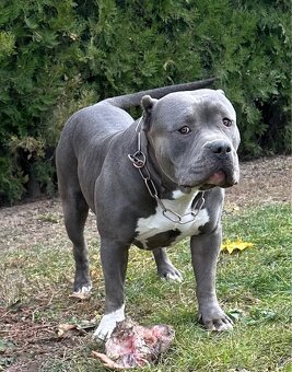 American Bully s PP - 10