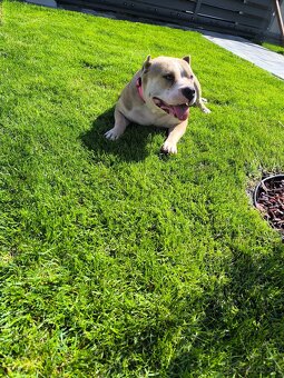 American bully pocket - 10