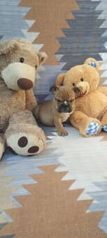 Anglický bulldog - 10