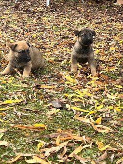 Predám šteniatka - 10