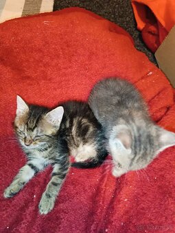 Darujem mačiatka do dobrých ruk - 10