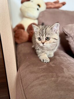 Škótska klapouchá mačka, scottish fold,straight s PP - 10