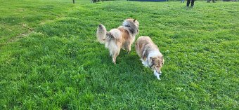 Kolia dlhosrsta - 10