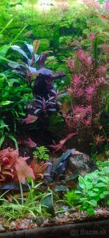 Akvatera, rastliny, krevetky , šváby a iné - 10
