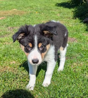 Border kolia tricolor - 10