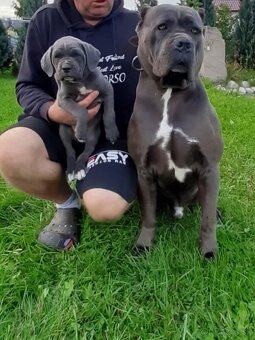 Cane Corso - 10