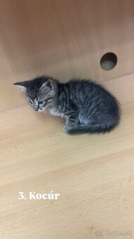 Darujem mačiatká - 10