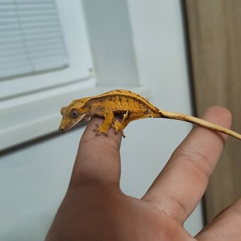 Pagekon riasnatý/Correlophus ciliatus - 10