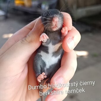 ❤ Exkluzívne dumbo, velveteen potkaníky - 10