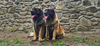Leonberger s PP - 10