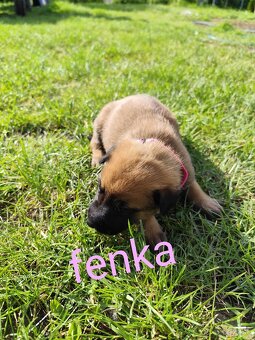 Belgický ovčiak Malinois / Nemecký ovčiak - 10